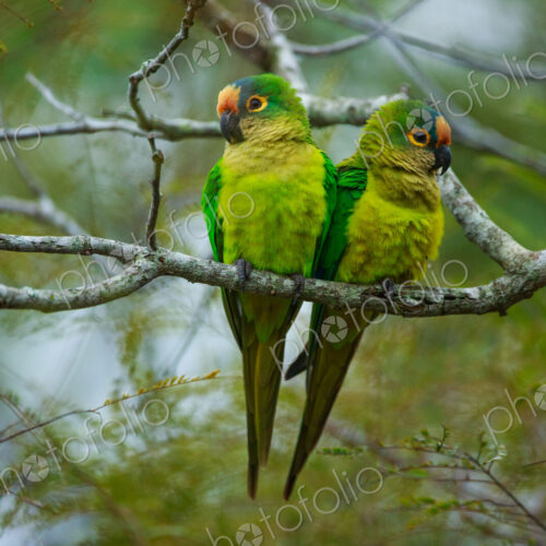 Peach-fronted parakeets, Aratinga aurea, Brazil Peach-fronted parakeets, Aratinga aurea, Brazil