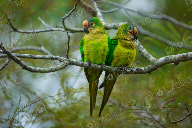 Peach-fronted parakeets, Aratinga aurea, Brazil