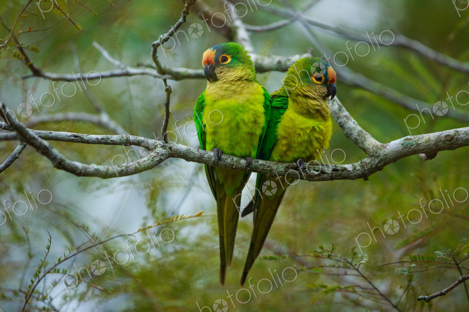 Peach-fronted parakeets, Aratinga aurea, Brazil