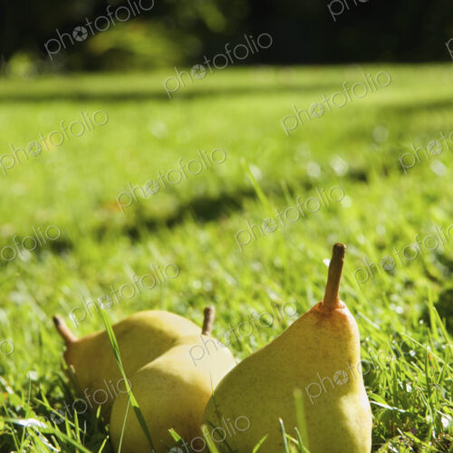 Pears lying in the grass on a farm.