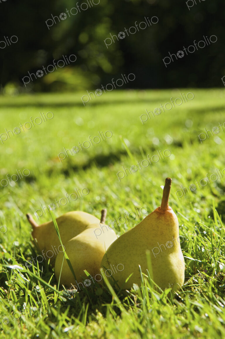 Pears lying in the grass on a farm.