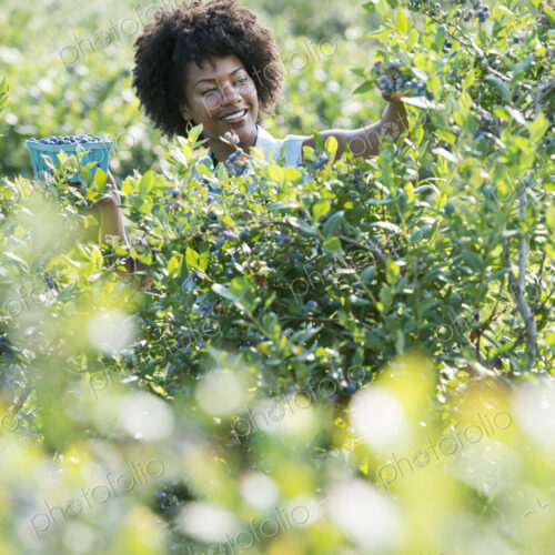 People picking fresh blueberries from the organic grown plants in a field. People picking fresh blueberries from the organic grown plants in a field.