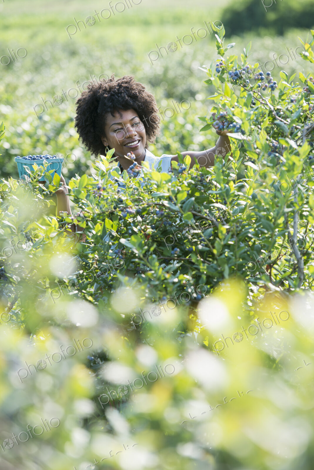 People picking fresh blueberries from the organic grown plants in a field.