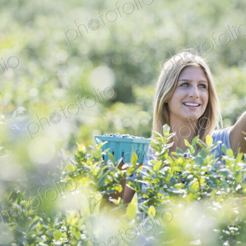 People picking fresh blueberries from the organic grown plants in a field. People picking fresh blueberries from the organic grown plants in a field.