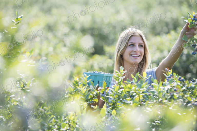 People picking fresh blueberries from the organic grown plants in a field.