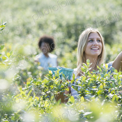People picking fresh blueberries from the organic grown plants in a field. People picking fresh blueberries from the organic grown plants in a field.