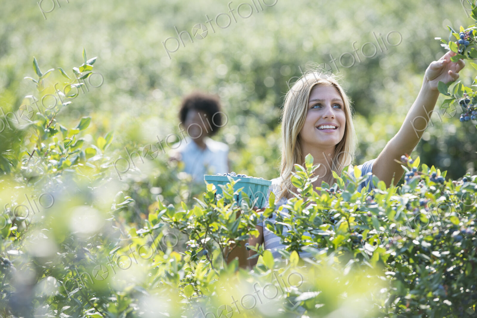 People picking fresh blueberries from the organic grown plants in a field.