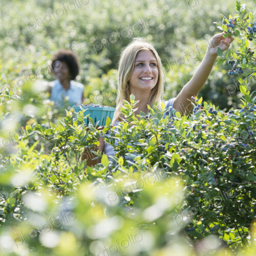 People picking fresh blueberries from the organic grown plants in a field. People picking fresh blueberries from the organic grown plants in a field.