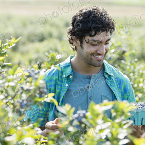 People picking fresh blueberries from the organic grown plants in a field. People picking fresh blueberries from the organic grown plants in a field.