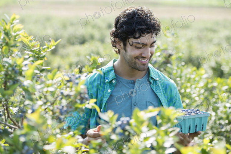 People picking fresh blueberries from the organic grown plants in a field.