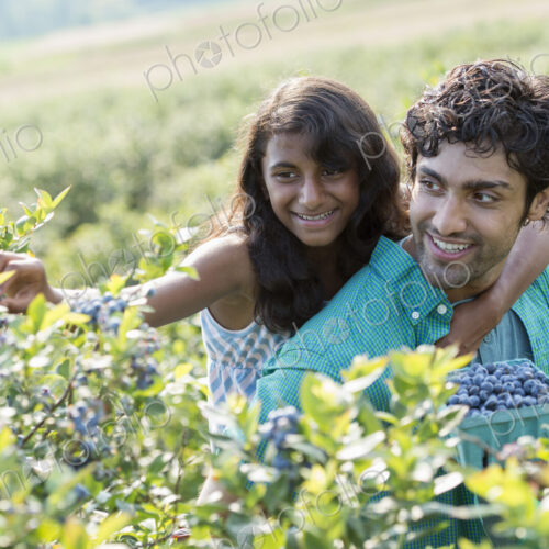 People picking fresh blueberries from the organic grown plants in a field.