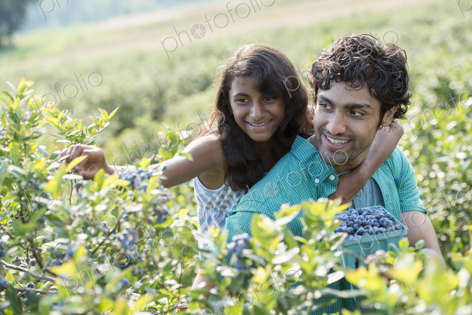 People picking fresh blueberries from the organic grown plants in a field.