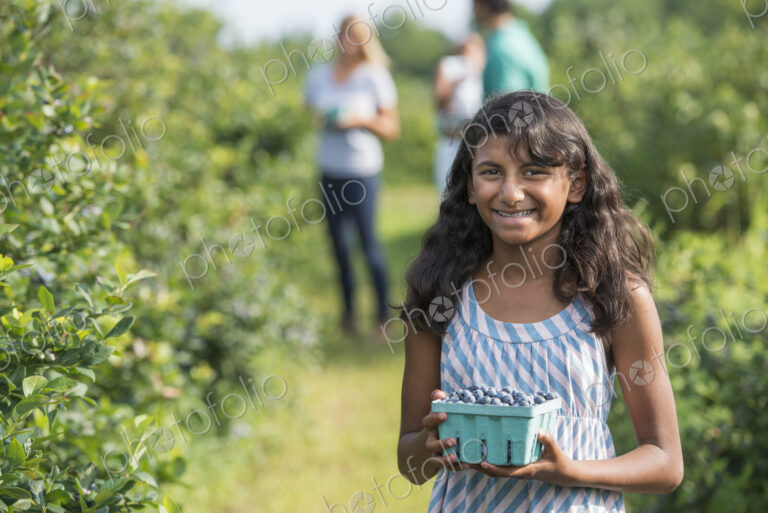 People picking fresh blueberries from the organic grown plants in a field.