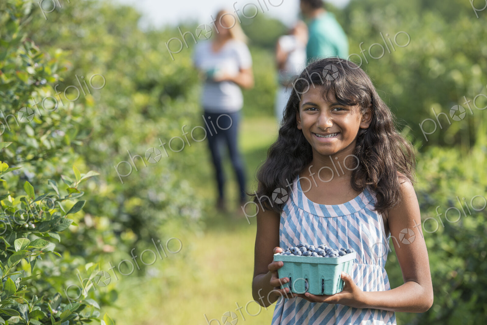 People picking fresh blueberries from the organic grown plants in a field.