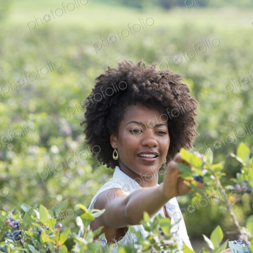 People picking fresh blueberries from the organic grown plants in a field. People picking fresh blueberries from the organic grown plants in a field.