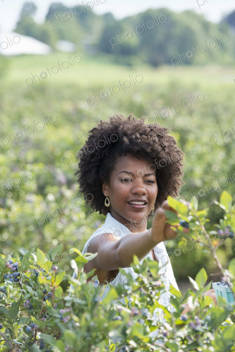 People picking fresh blueberries from the organic grown plants in a field.
