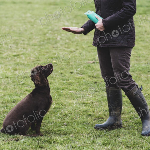 Person standing outdoors, giving hand command to Brown Spaniel dog. Person standing outdoors, giving hand command to Brown Spaniel dog.