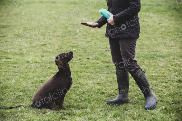 Person standing outdoors, giving hand command to Brown Spaniel dog.