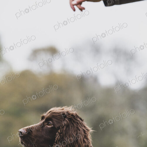 Person standing outdoors, giving hand command to Brown Spaniel dog. Person standing outdoors, giving hand command to Brown Spaniel dog.