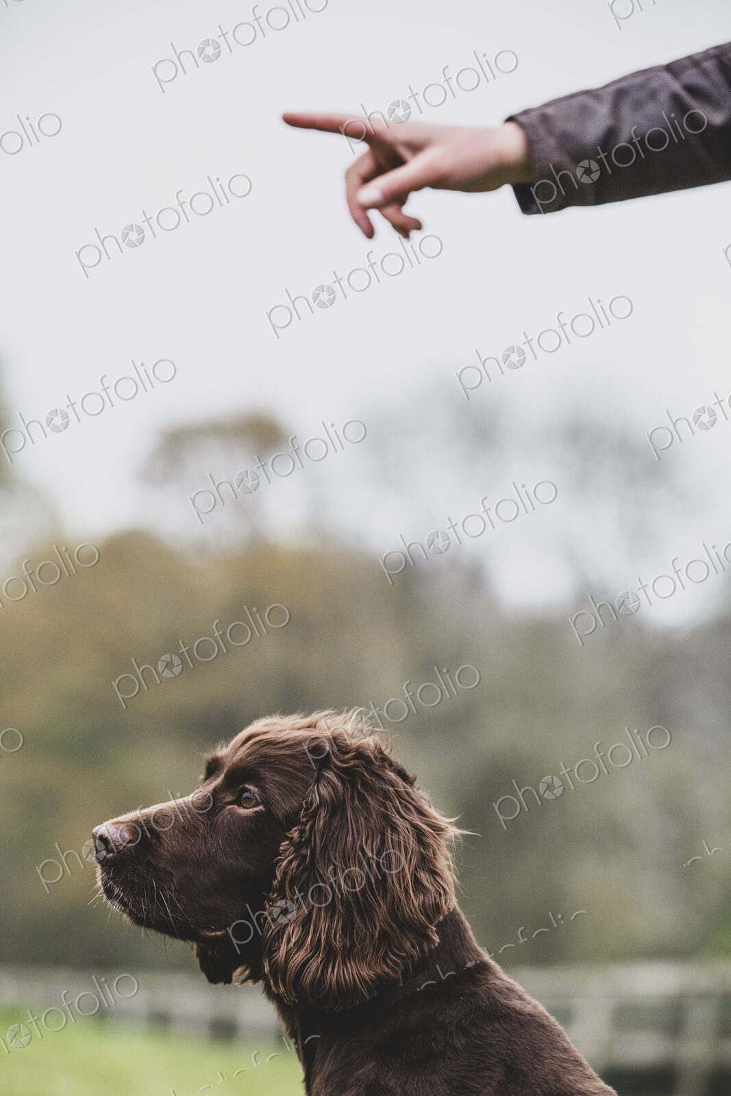 Person standing outdoors, giving hand command to Brown Spaniel dog.