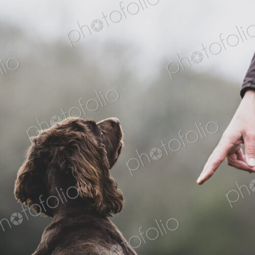 Person standing outdoors, giving hand command to Brown Spaniel dog.