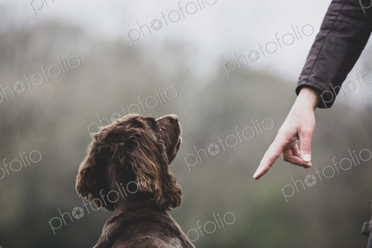 Person standing outdoors, giving hand command to Brown Spaniel dog.