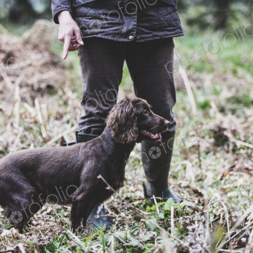 Person standing outdoors, pointing at Brown Spaniel dog.