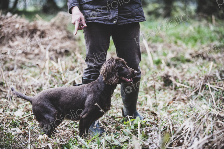 Person standing outdoors, pointing at Brown Spaniel dog.