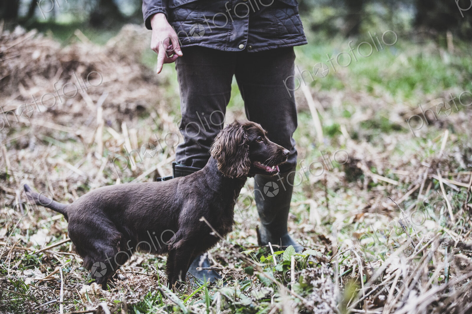 Person standing outdoors, pointing at Brown Spaniel dog.