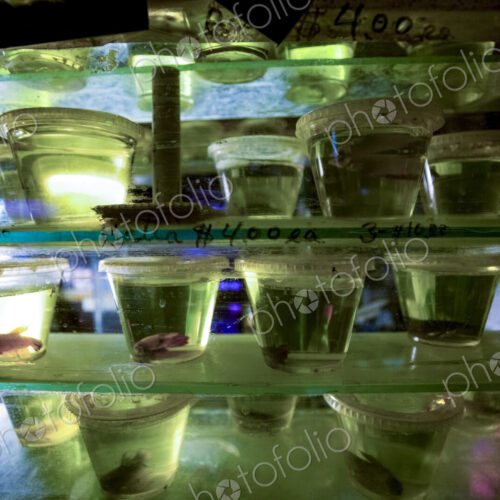 Pet fish in containers, a display of of goldfish in a pet store window,