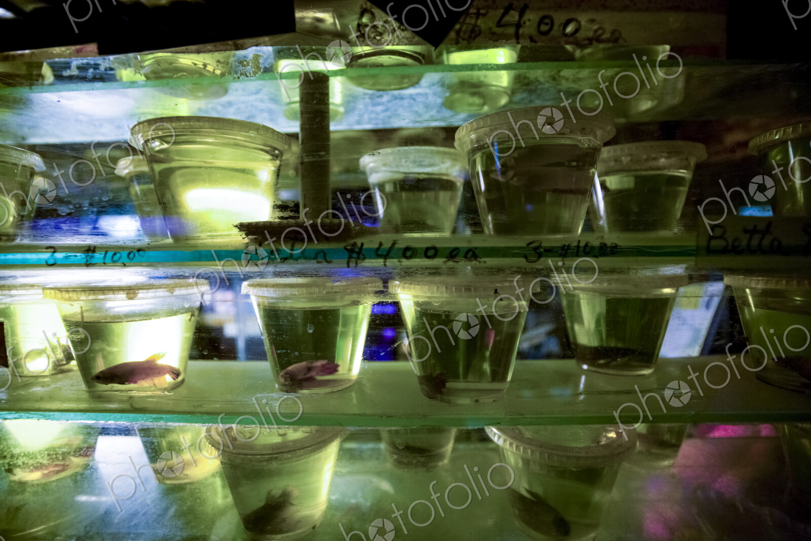 Pet fish in containers, a display of of goldfish in a pet store window,