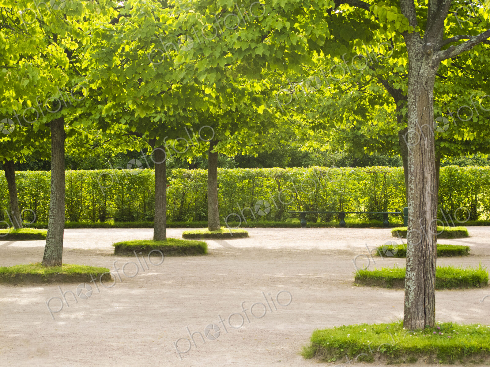 Peterhof Palace gardens, trees, hedges and paths