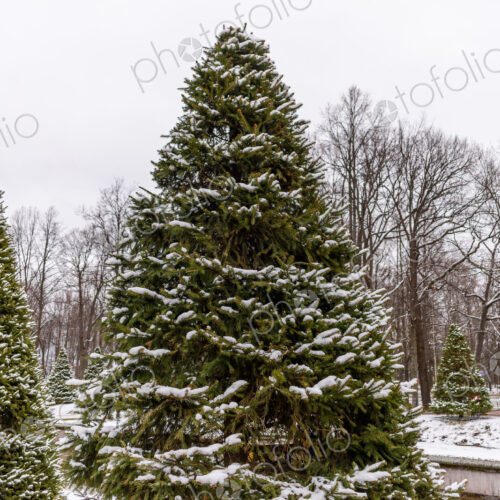 Peterhof, the 18th century summer palace of the Tsars, the gardens in winter, in light… Peterhof, the 18th century summer palace of the Tsars, the gardens in winter, in light…