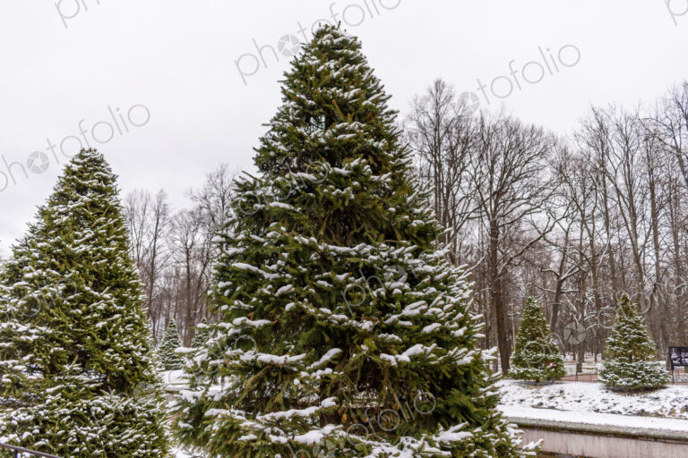 Peterhof, the 18th century summer palace of the Tsars, the gardens in winter, in light…