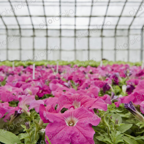 Petunias in a Greenhouse Petunias in a Greenhouse