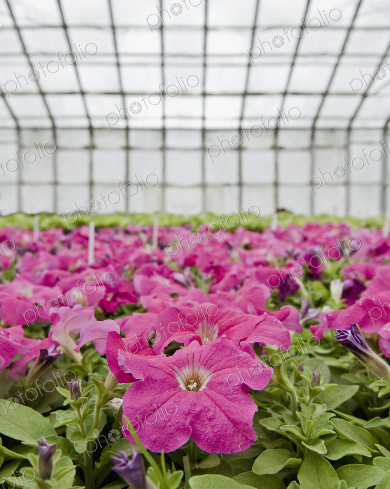 Petunias in a Greenhouse