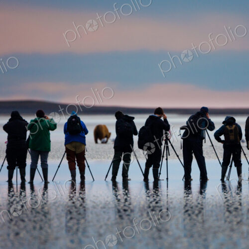 Photographers, brown bear, Lake Clark National Park, Alaska, USA, Ursus arctos, Photographers, brown bear, Lake Clark National Park, Alaska, USA, Ursus arctos,