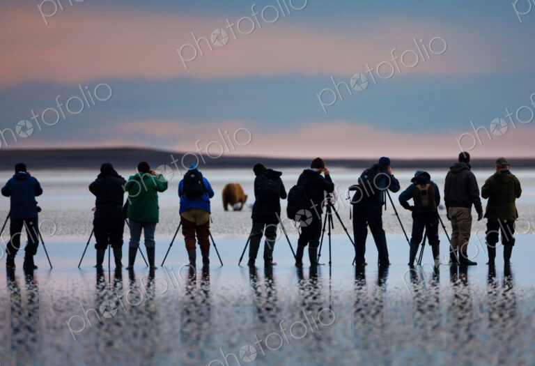 Photographers, brown bear, Lake Clark National Park, Alaska, USA, Ursus arctos,