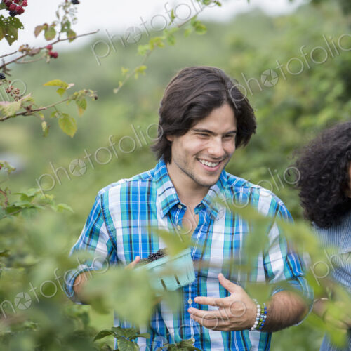Picking blackberry fruits on an organic farm. A couple among the fruit bushes. Picking blackberry fruits on an organic farm. A couple among the fruit bushes.