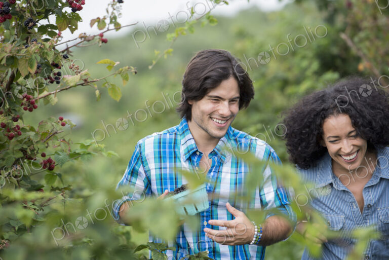 Picking blackberry fruits on an organic farm. A couple among the fruit bushes.