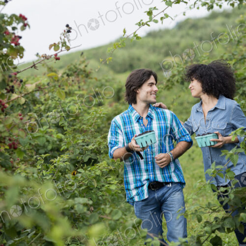 Picking blackberry fruits on an organic farm. A couple among the fruit bushes. Picking blackberry fruits on an organic farm. A couple among the fruit bushes.