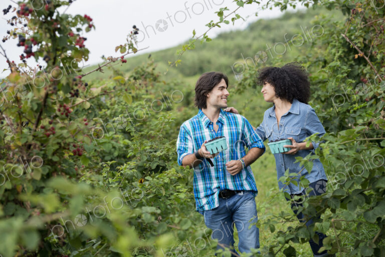 Picking blackberry fruits on an organic farm. A couple among the fruit bushes.