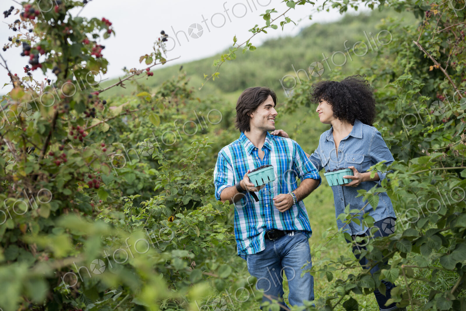 Picking blackberry fruits on an organic farm. A couple among the fruit bushes.