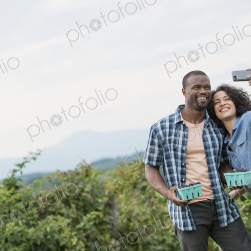 Picking blackberry fruits on an organic farm. A couple taking a selfy with a smart…