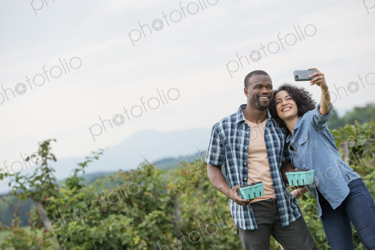 Picking blackberry fruits on an organic farm. A couple taking a selfy with a smart…