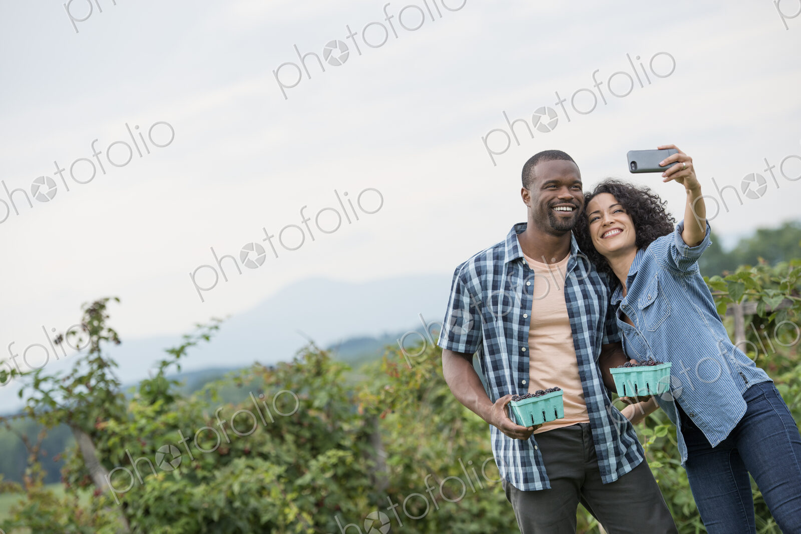 Picking blackberry fruits on an organic farm. A couple taking a selfy with a smart…