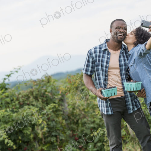 Picking blackberry fruits on an organic farm. A couple taking a selfy with a smart…