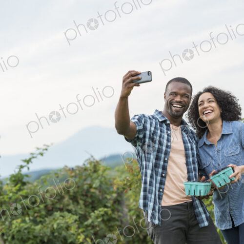 Picking blackberry fruits on an organic farm. A couple taking a selfy with a smart… Picking blackberry fruits on an organic farm. A couple taking a selfy with a smart…