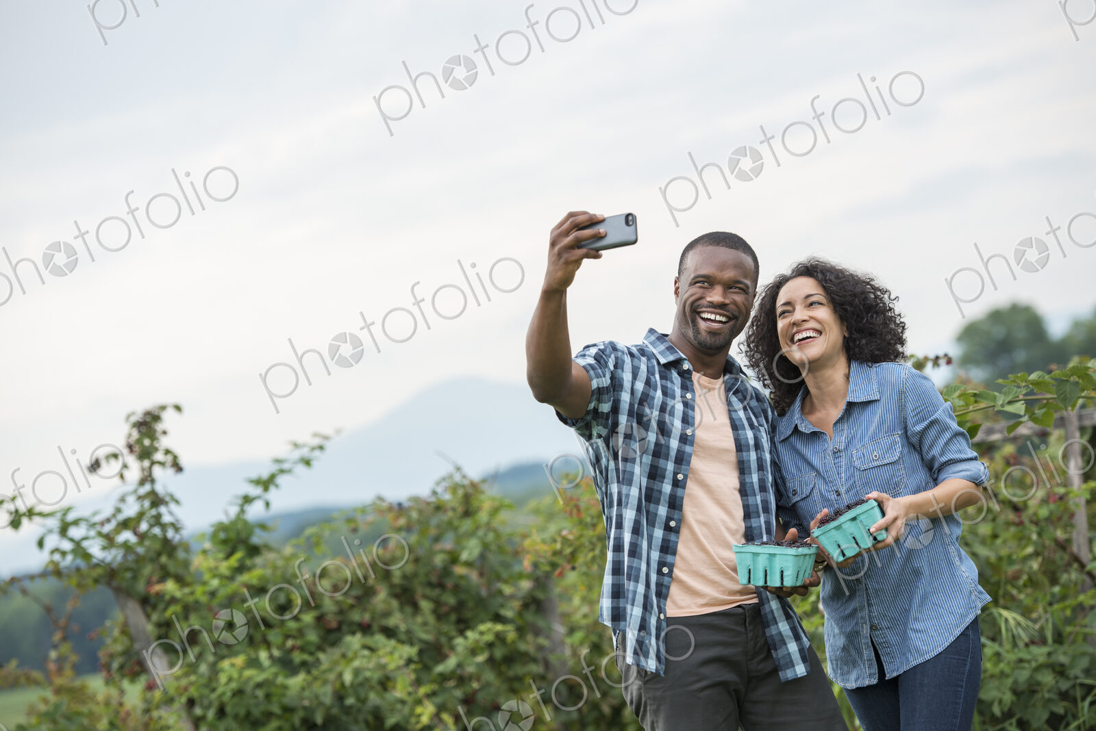 Picking blackberry fruits on an organic farm. A couple taking a selfy with a smart…