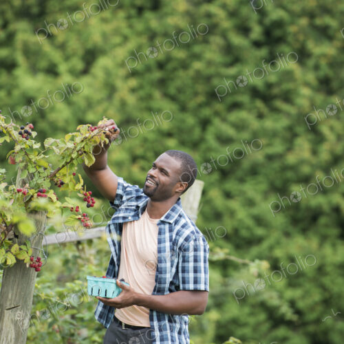 Picking blackberry fruits on an organic farm. A man reaching up to pick berries. Picking blackberry fruits on an organic farm. A man reaching up to pick berries.